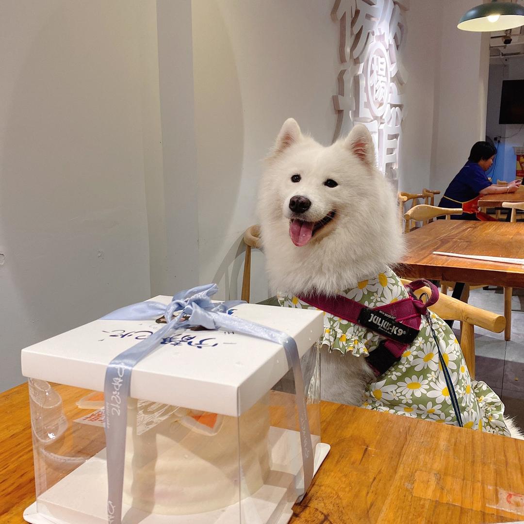 一条鱼的说猫日记