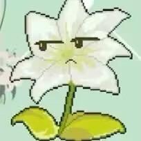奶糖花优选