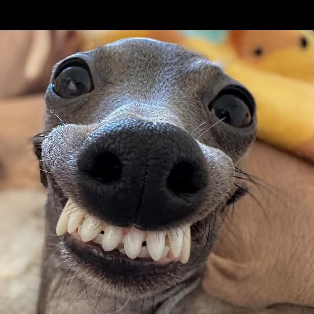 我是🐶