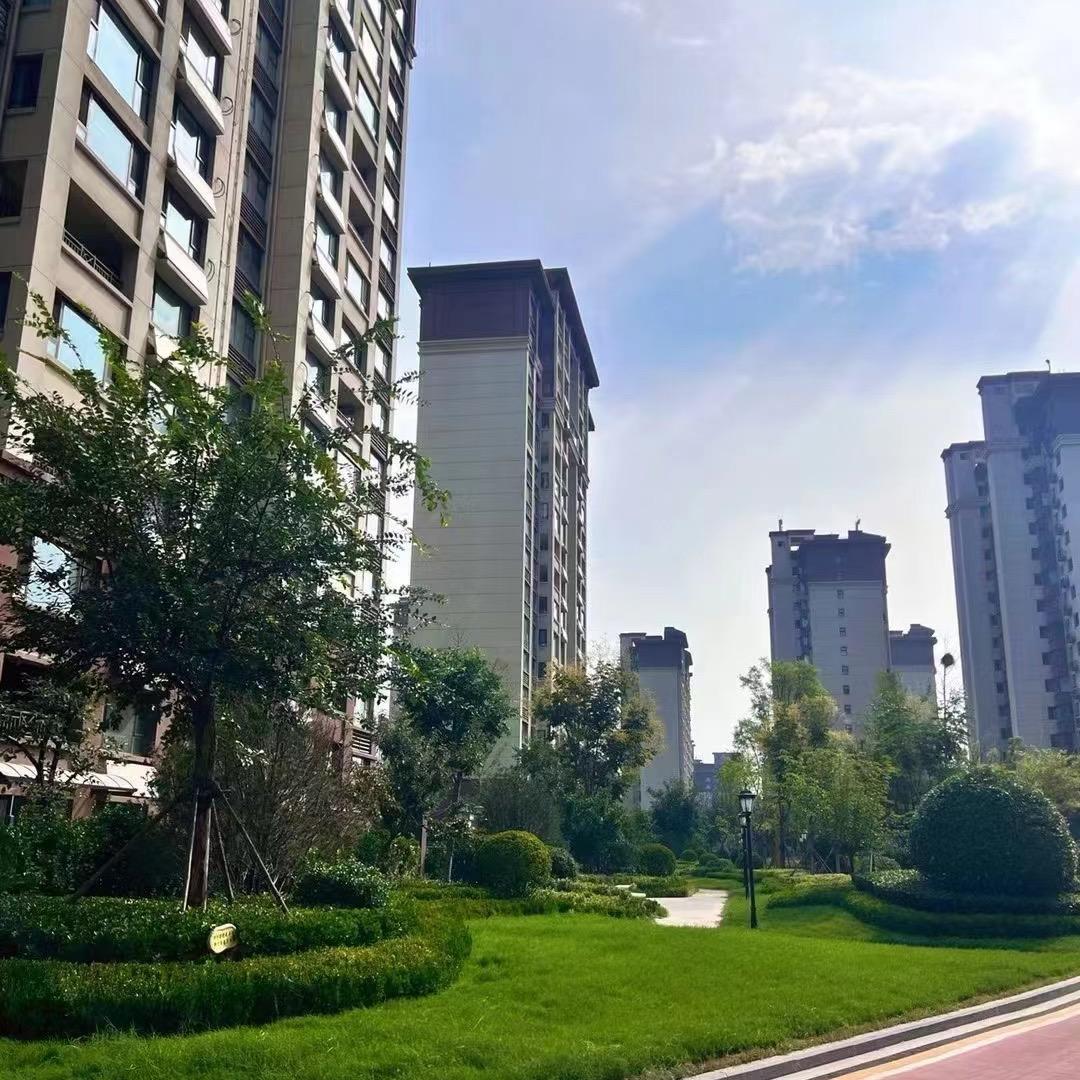 山水龙城二期 乔苗