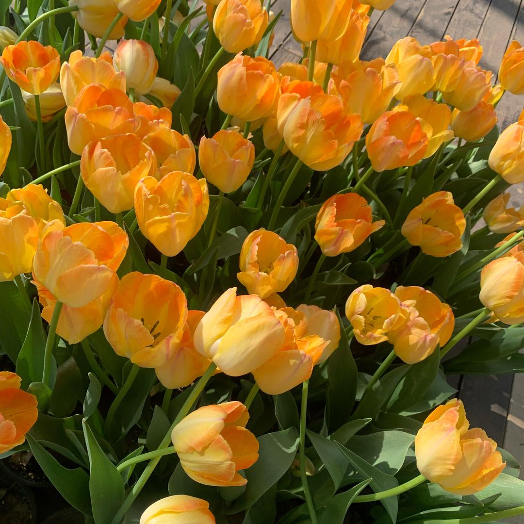 陌上花开缓缓归