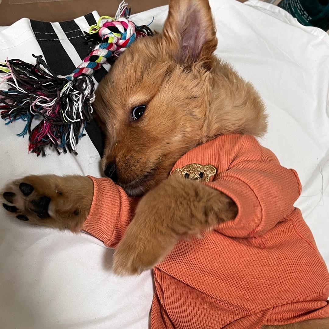 三万是个小臭🐶