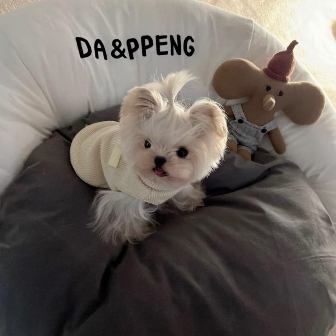 潘潘在干嘛