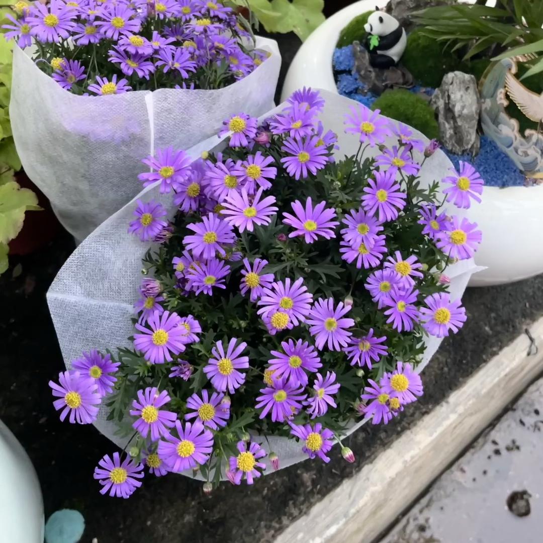 均顺园艺绿植精选店