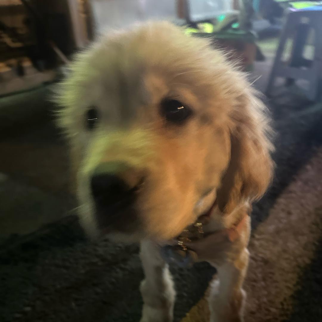 马嘎豆（见过陶喆力宏版）