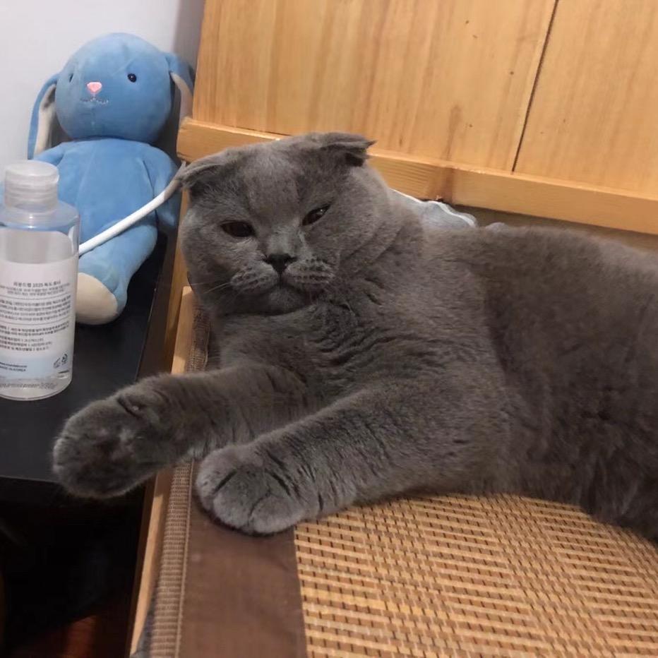妹妹是只🐱