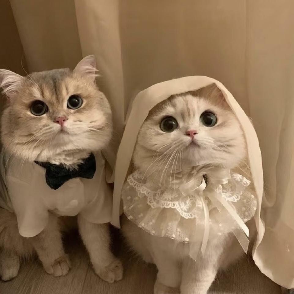 二只猫DIY电脑（桌面美化）