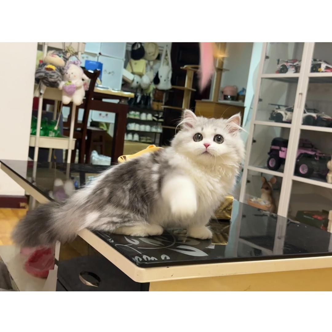 付小珍的小猪猫🎀