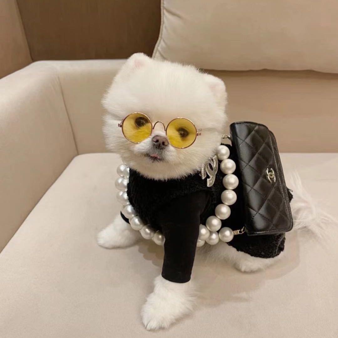 CF小雏菊