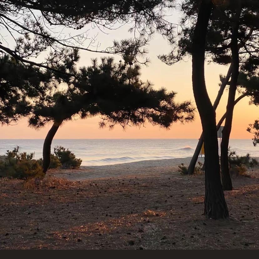 悟心-芝希直播号