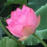 春暖花开278952519