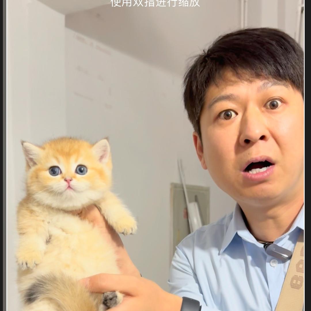 啊平说猫直播号