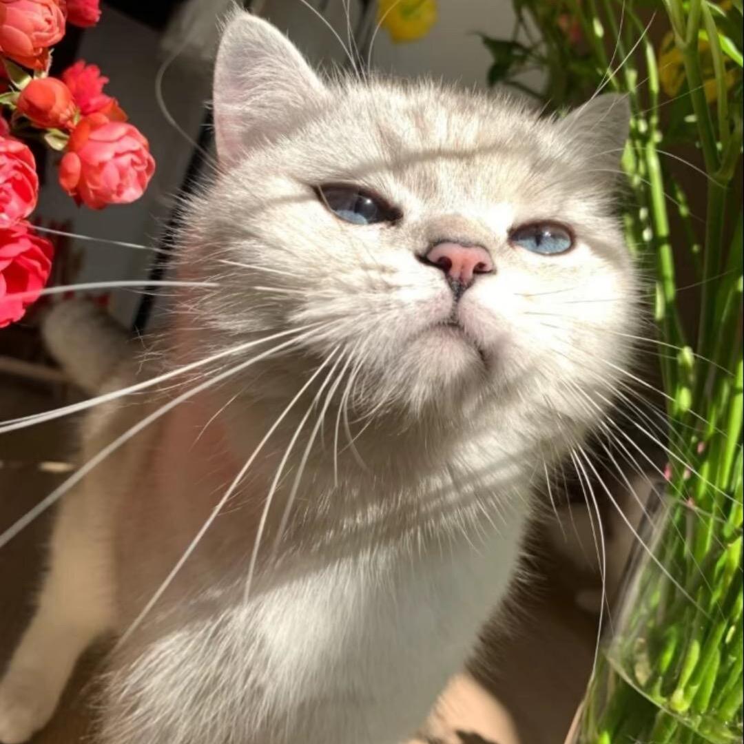 花一千它就是只猪