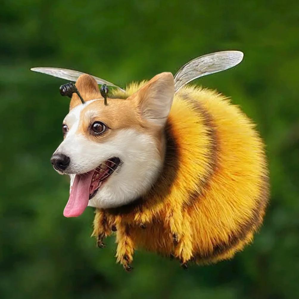 喜欢蜜蜂的新之助