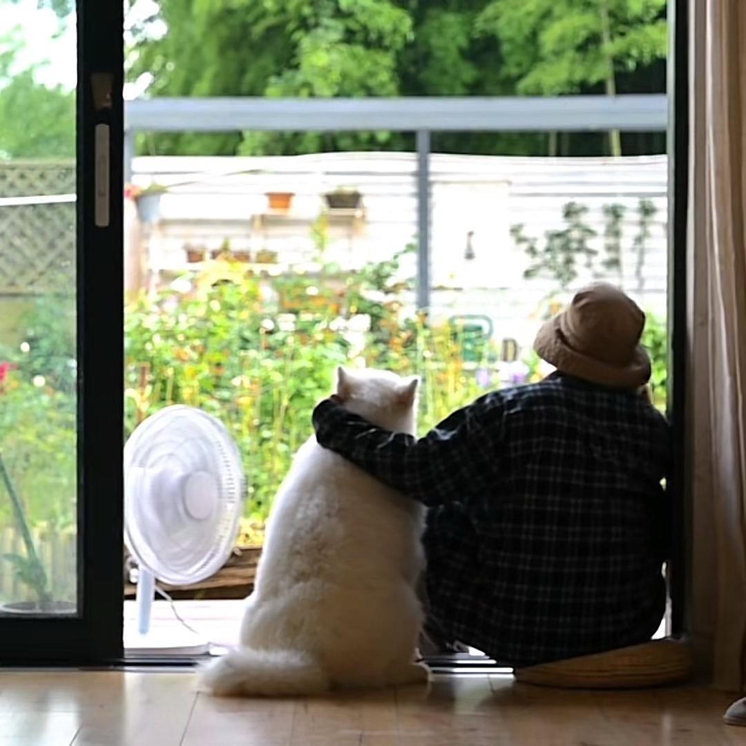 猫叔的院子