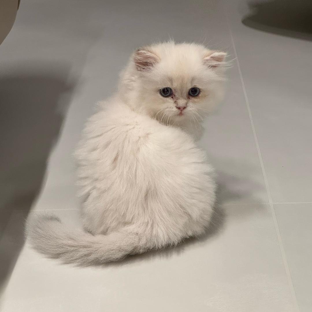 掌上明猪
