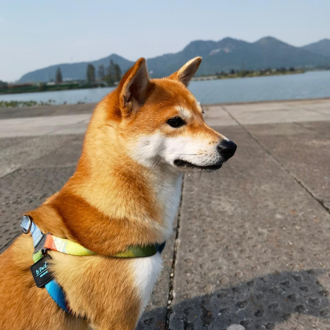 Co宝