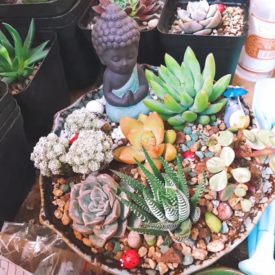 江南本草