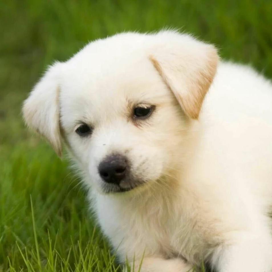 蛋仔派对。     可爱小仙女8