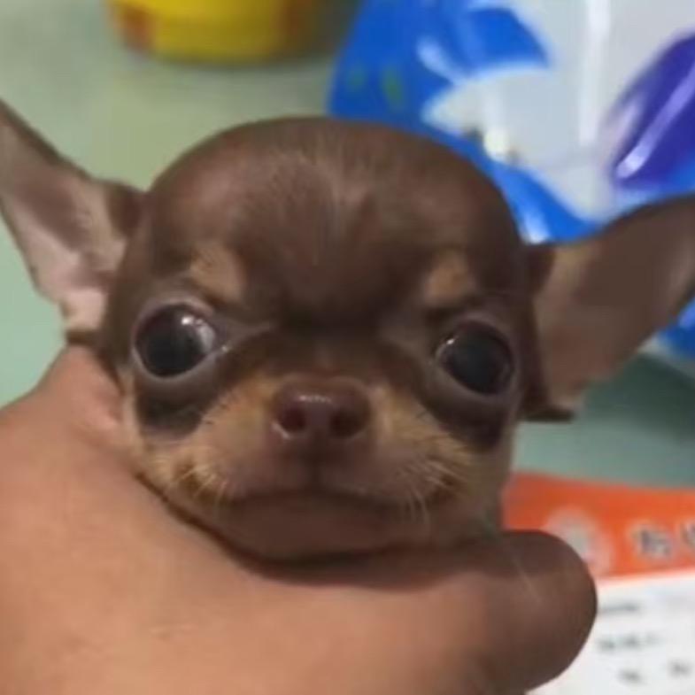 吉娃娃宠物
