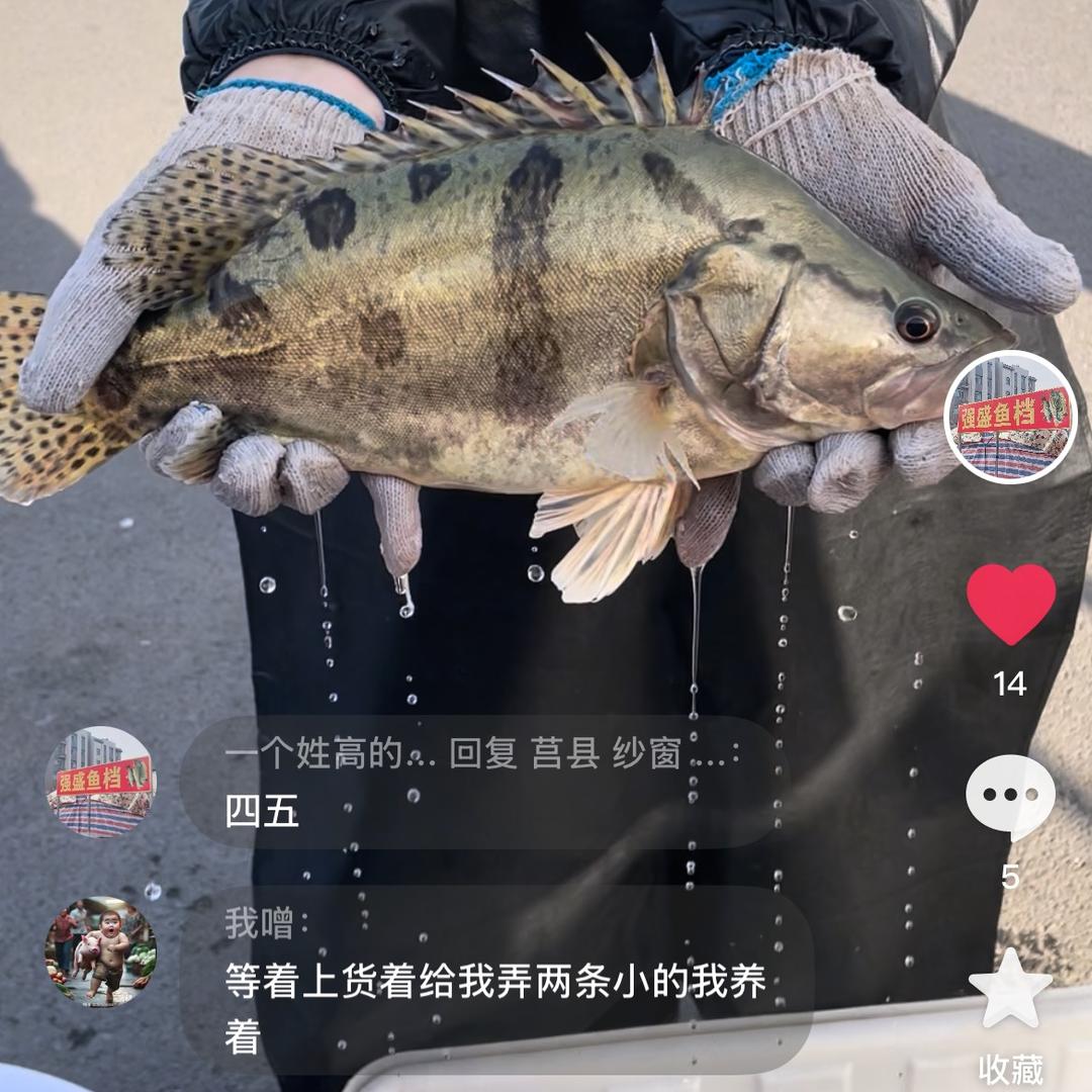 强盛鱼档