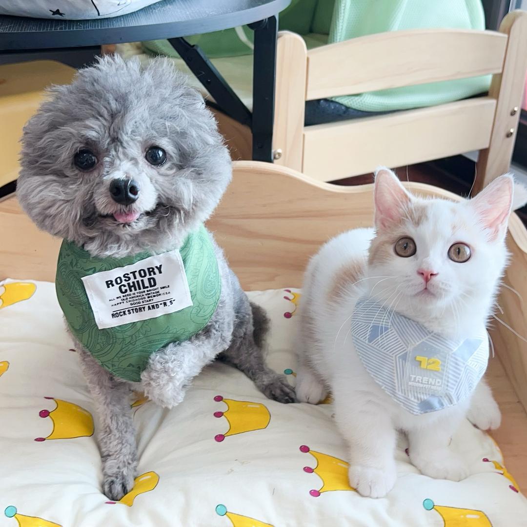 猪大牙de一家