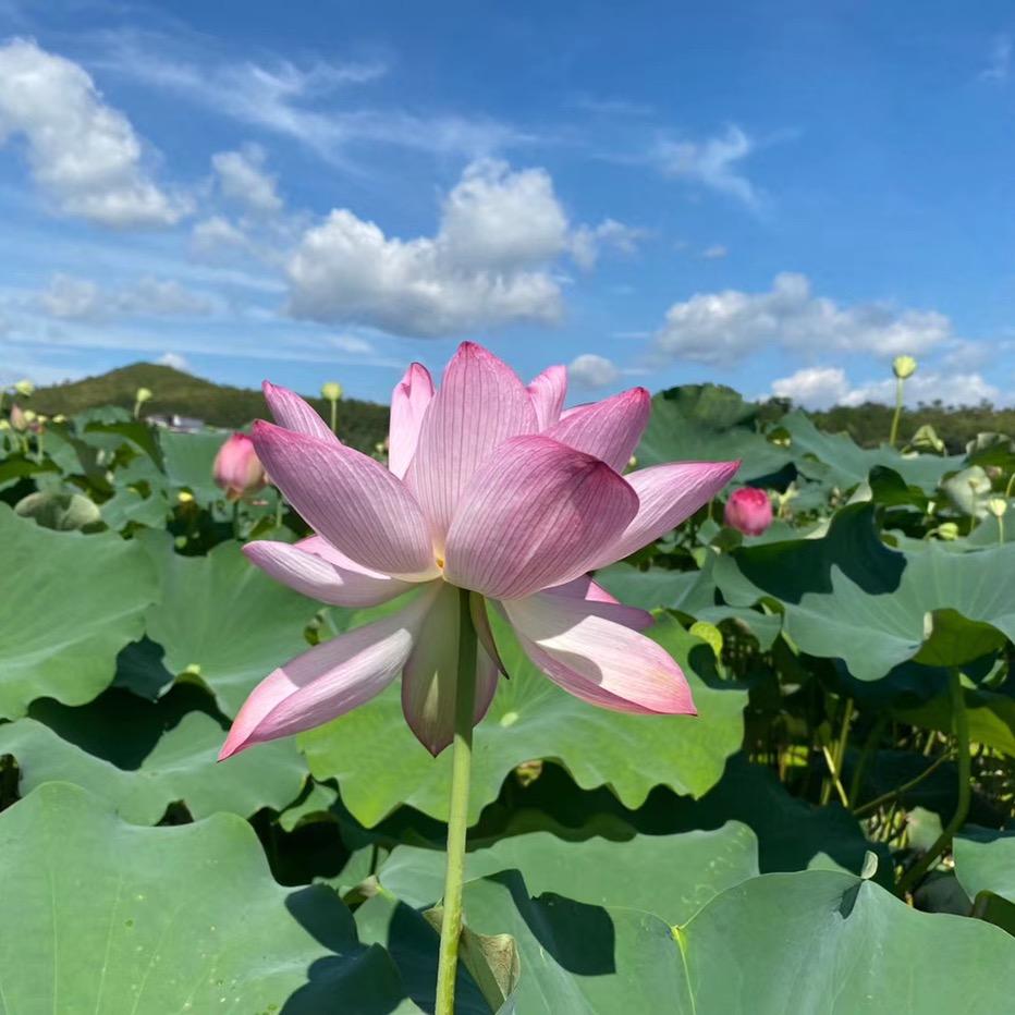 香香优选.,商品点橱窗