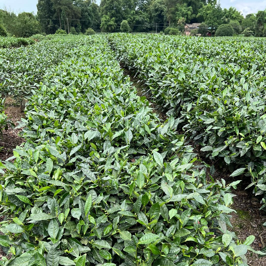 西昌市杨氏佳茶行