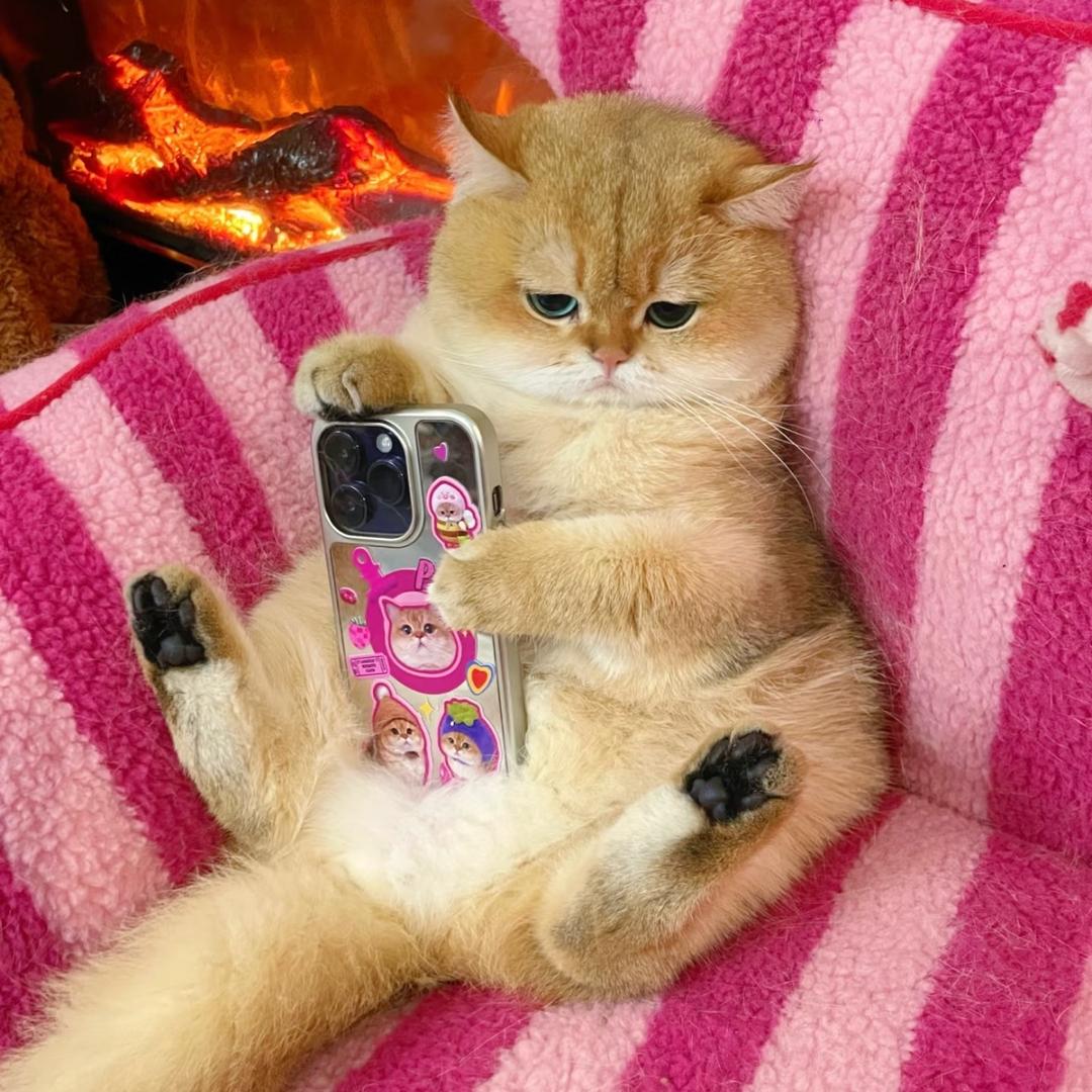 老赵讲猫-猫宁的猫