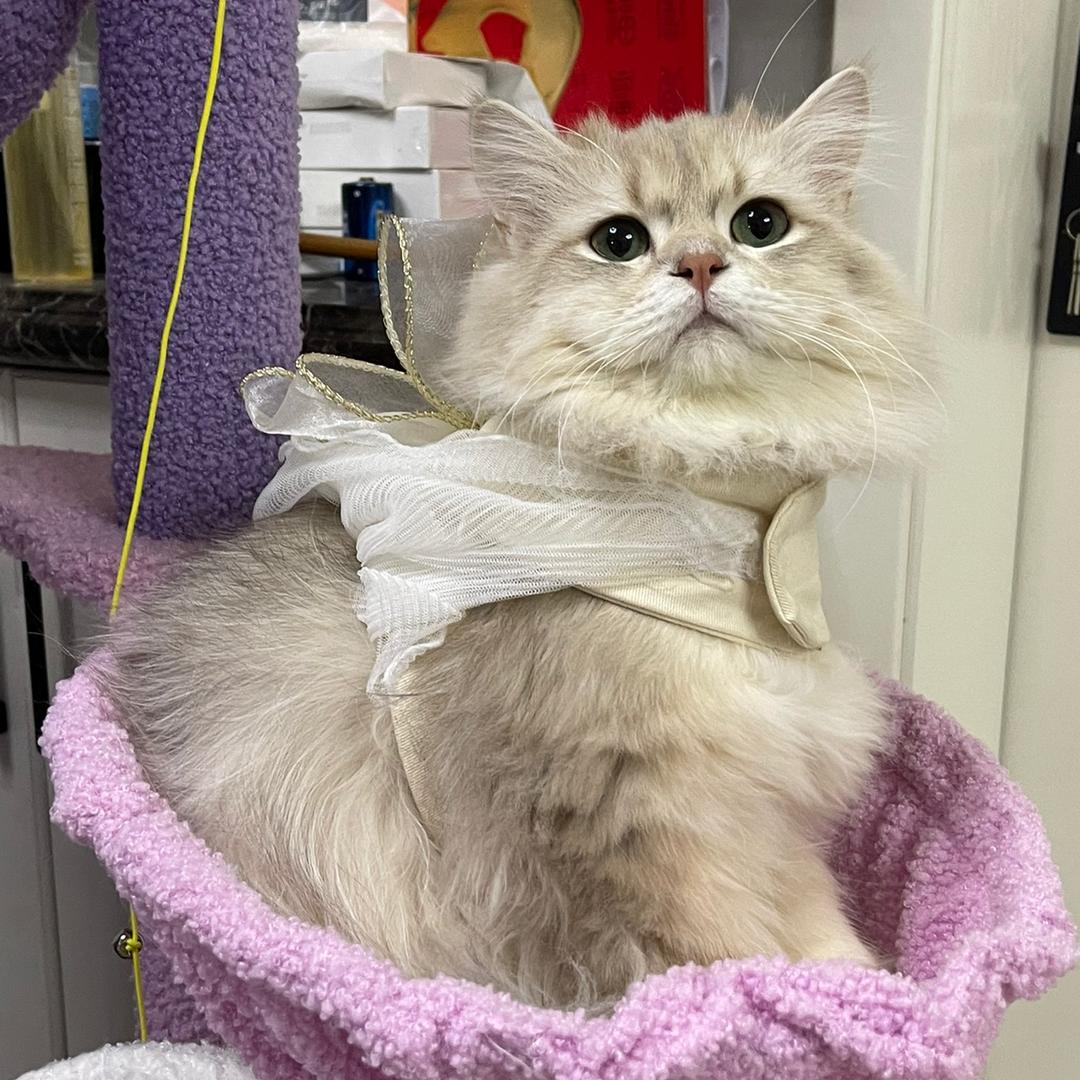 佛系猫猫铲屎官
