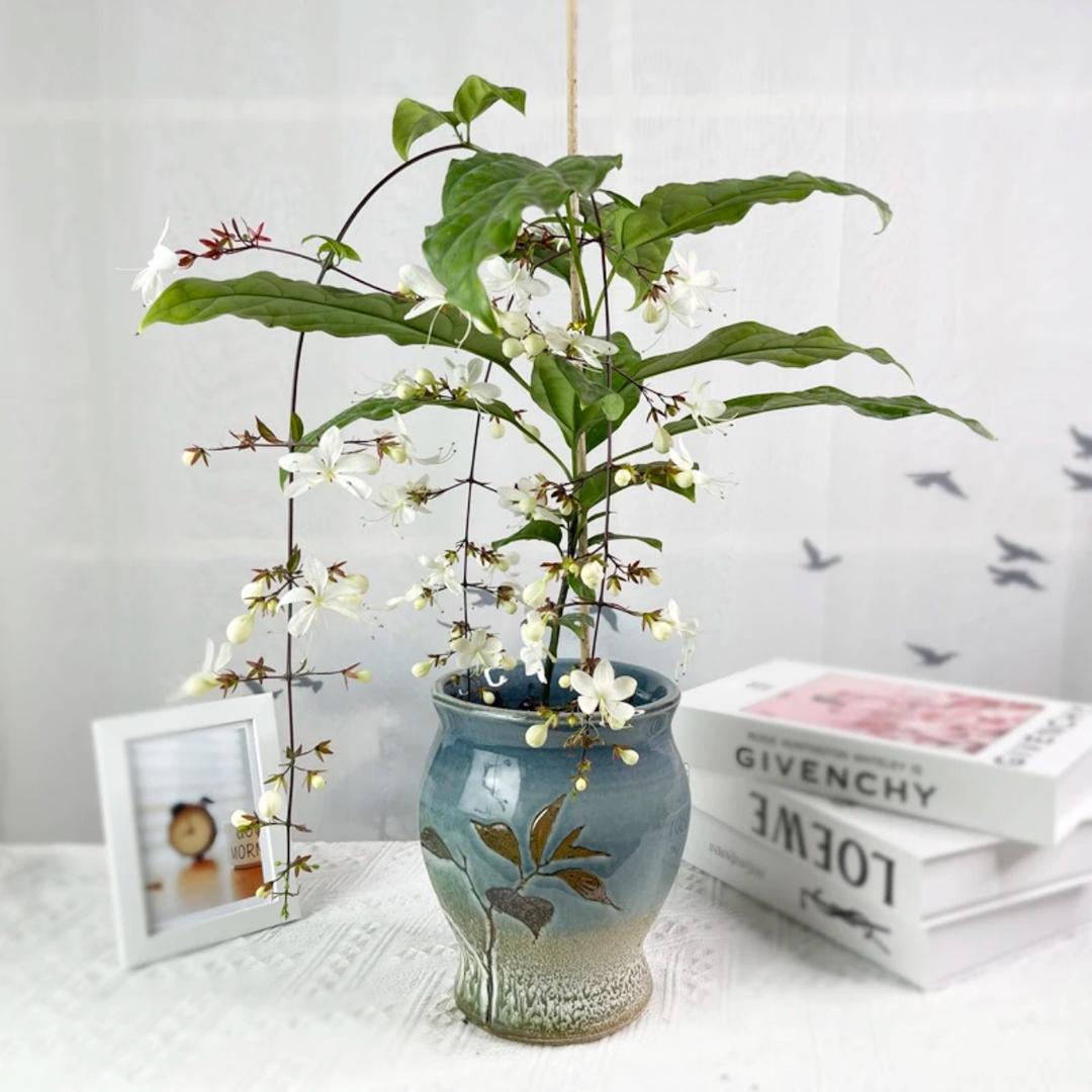 顶好花卉
