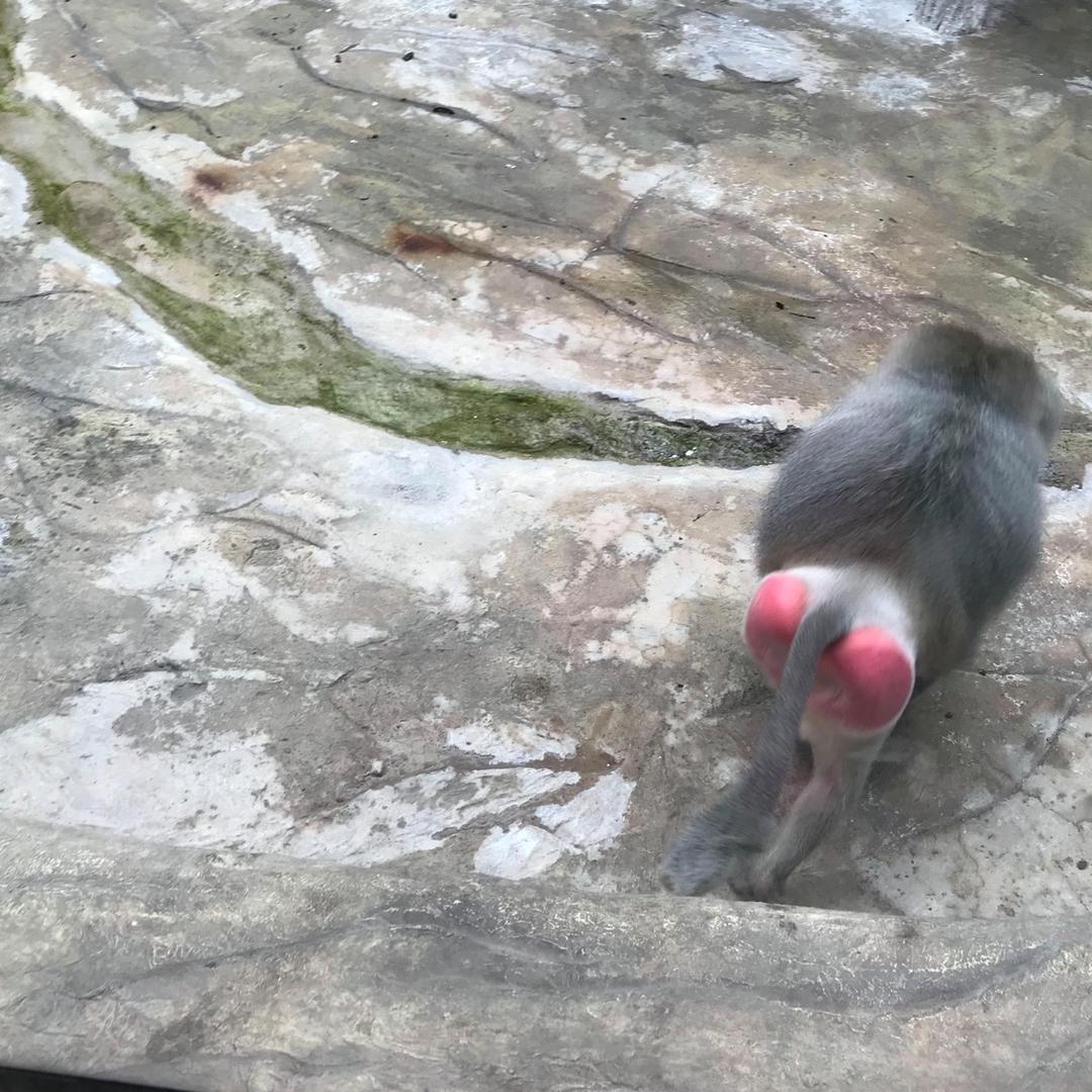 .满山的猴子我腚最红.