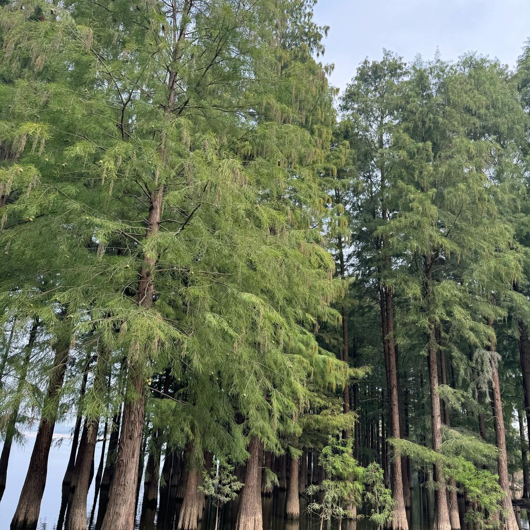 地地道道的农村人