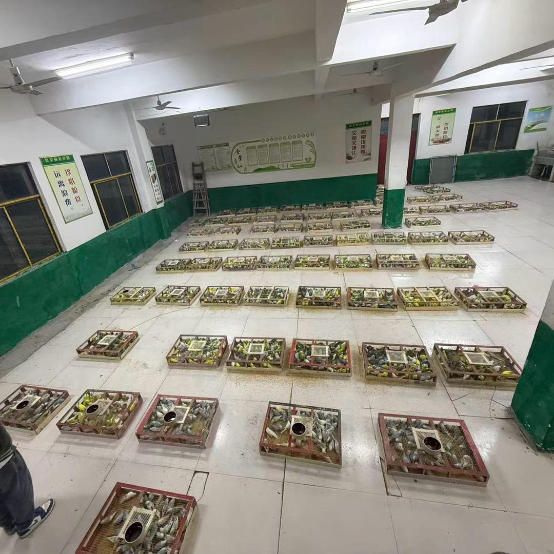 杨工学校改建鸟舍