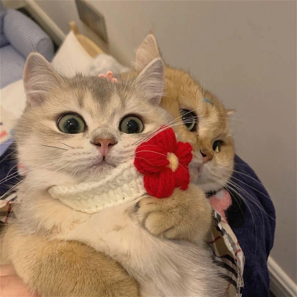 🐱小土豆∝