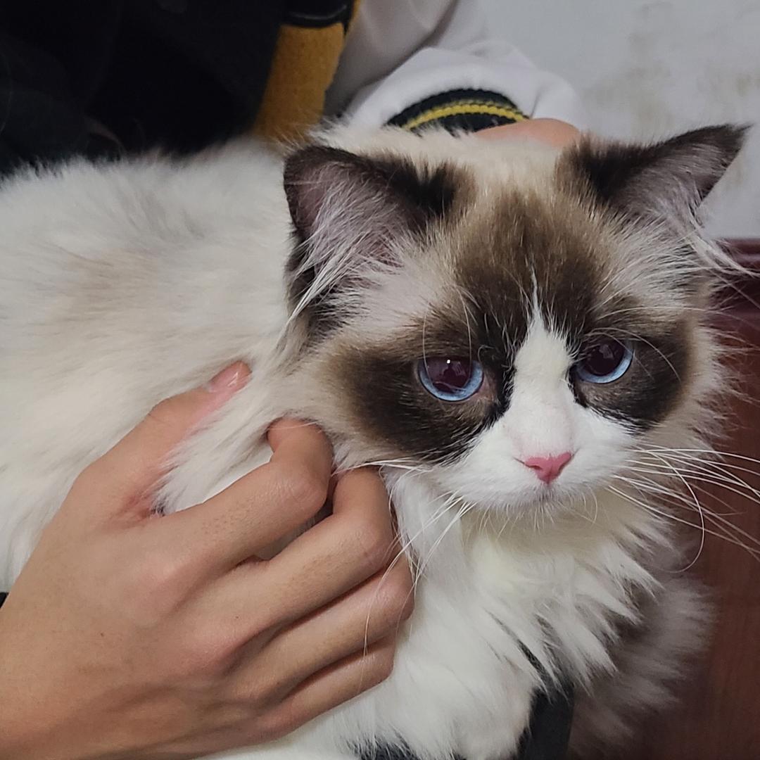 纯情蟑螂爱上喵