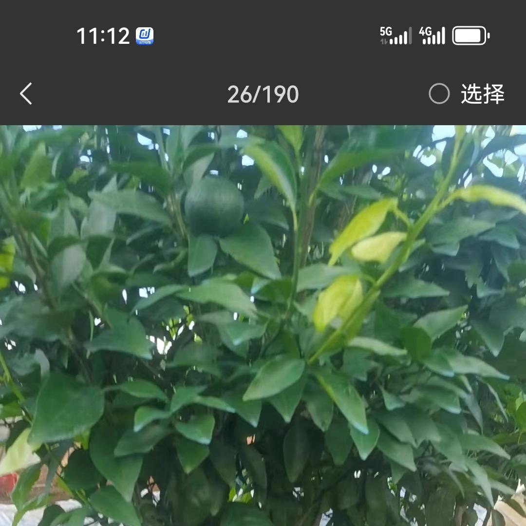 美之森果树苗木专营店