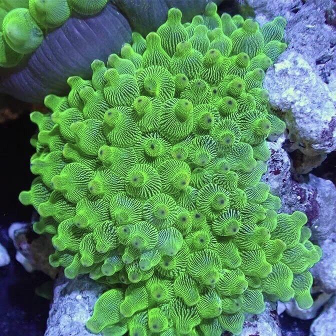 信海珊瑚