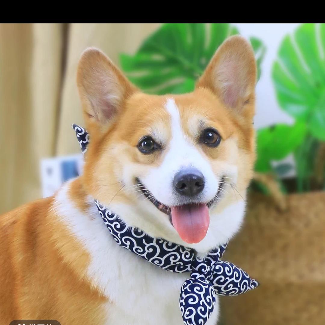 ✨柯基可爱✨