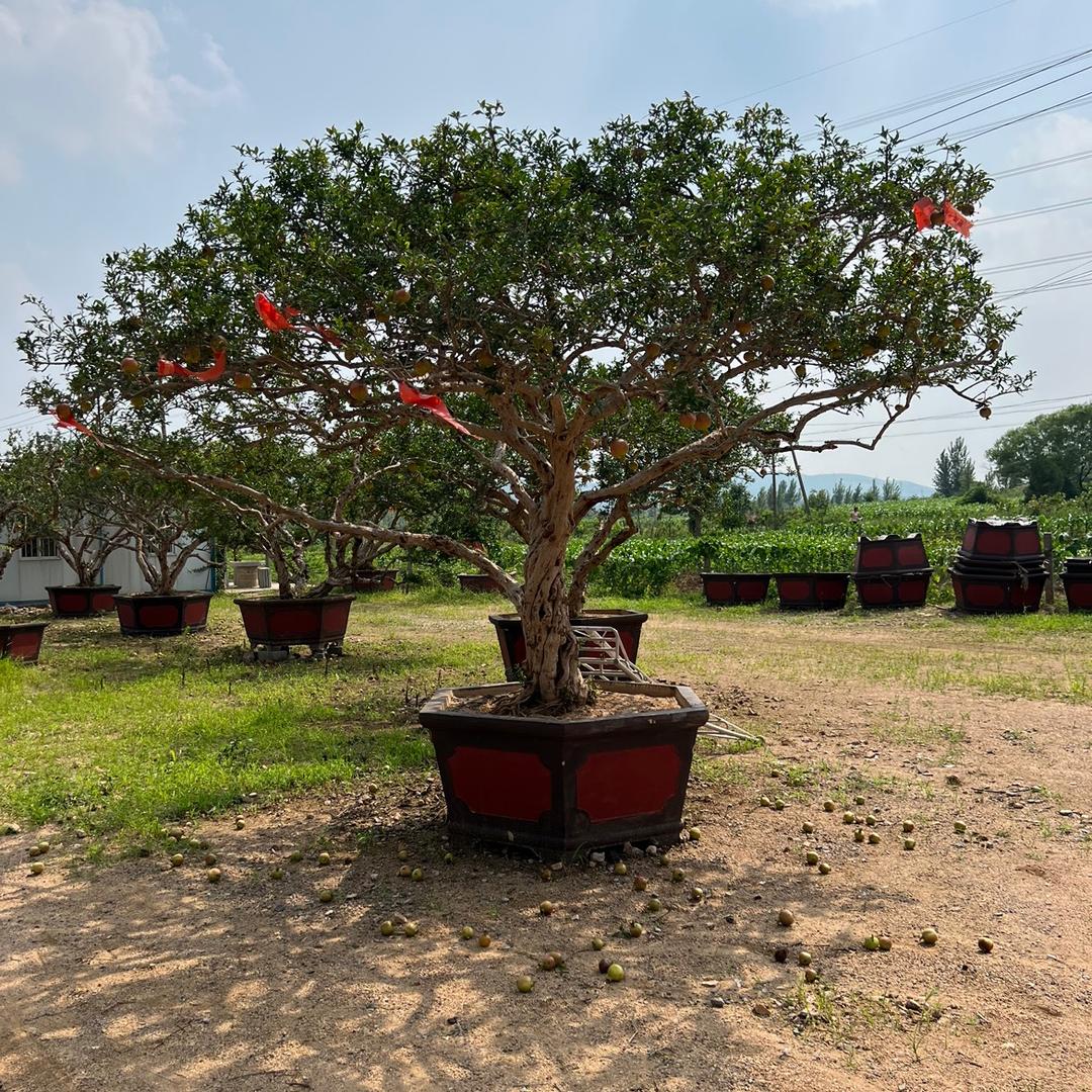 精品石榴盆景庭院景观树店