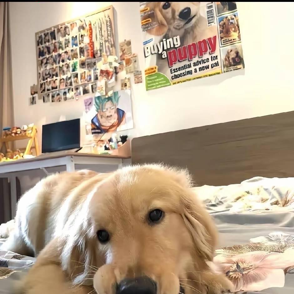 AAA套狗俱乐部魔王护（套不到算炸单）