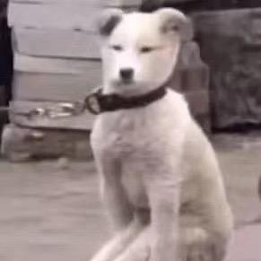 猛猛暴龙兽