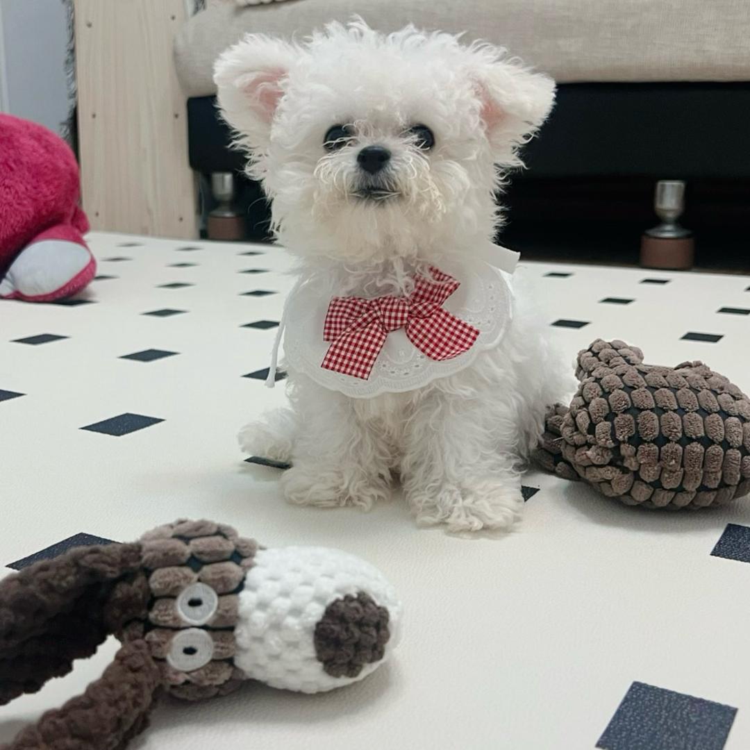 比熊小哈