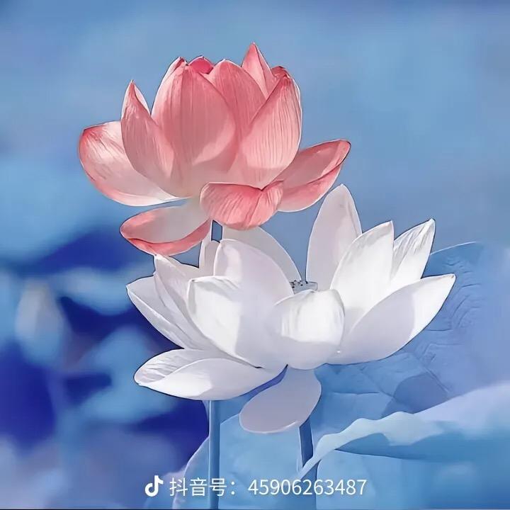 雅雅🌹