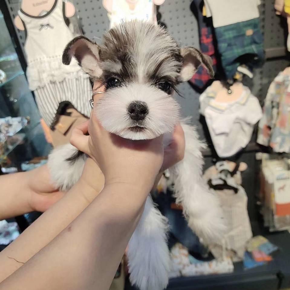 洛可宠物