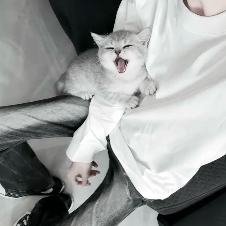 悲伤乐乐猪