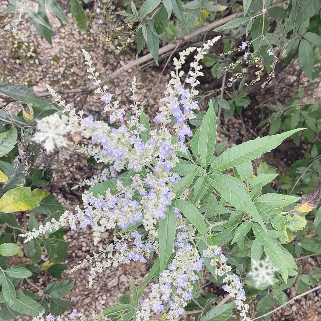 奇桩绿植(农村生活)