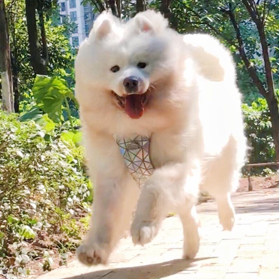 糯米糯不糯
