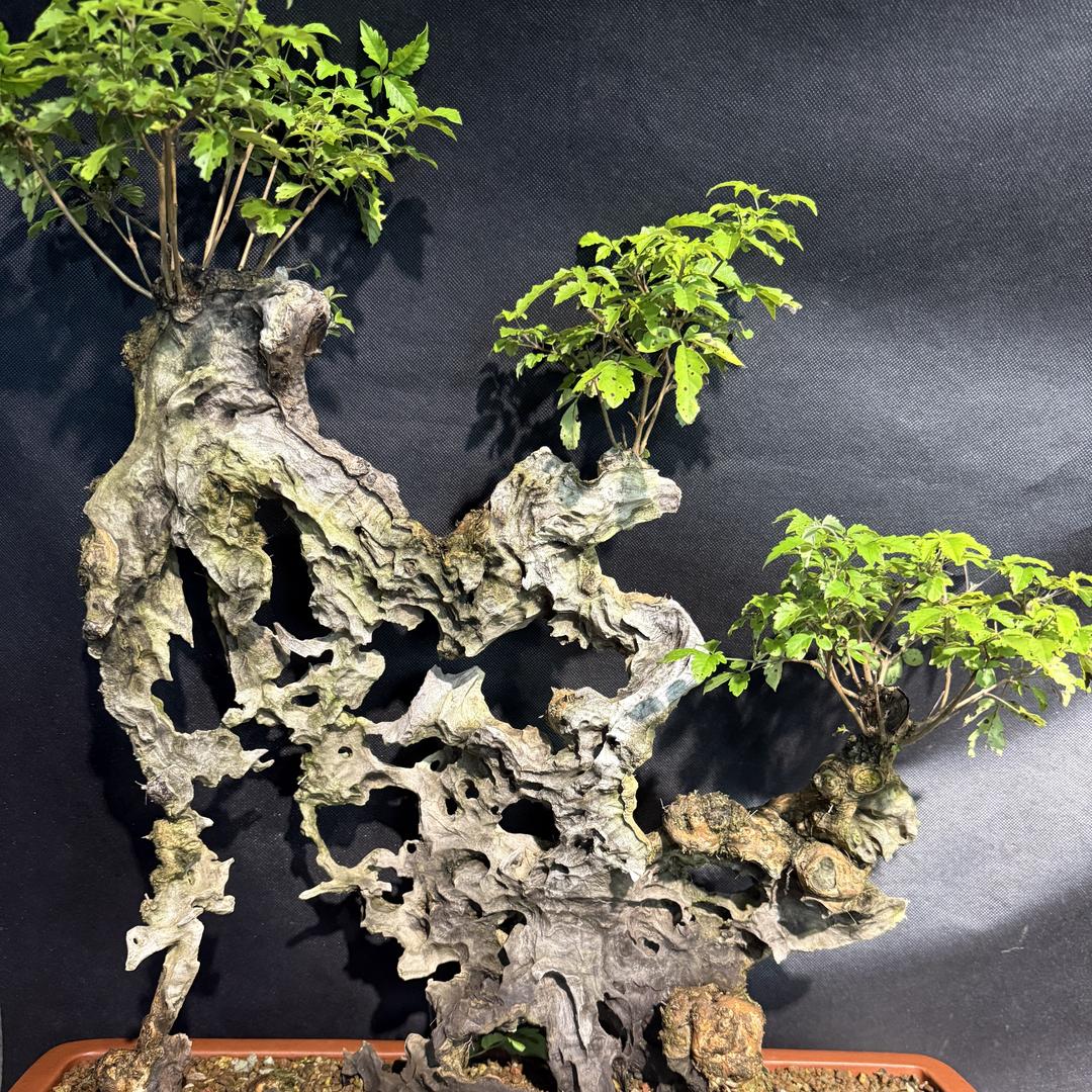 仟艺绿植