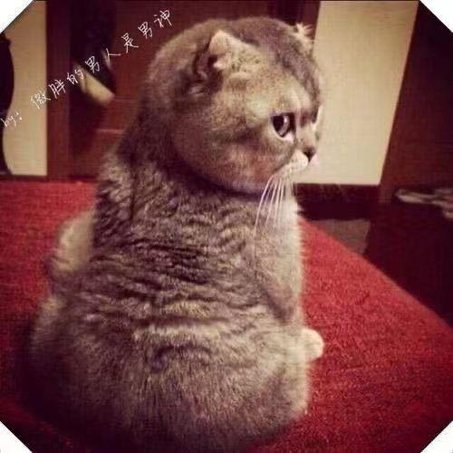 掌柜家的🐈🐕